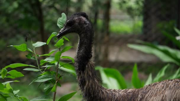 Ptak Stojący Obok Rośliny Zbliżenie Emu Lesie Zbliżenie Ptaka Lesie — Wideo stockowe