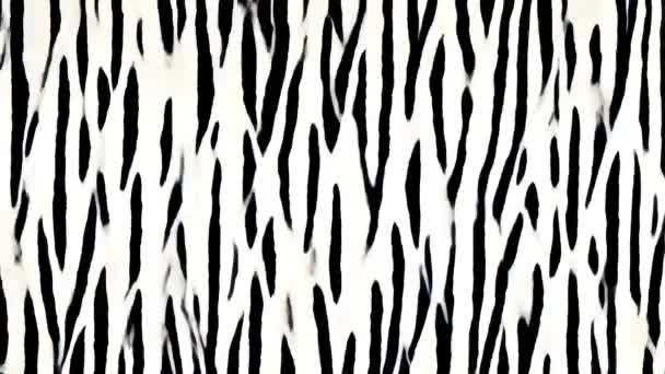 Svart Och Vit Zebra Ränder Med Glittrande Effekt — Stockvideo