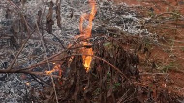 Havaya yükselen dumanla vahşi doğada yanan ateş