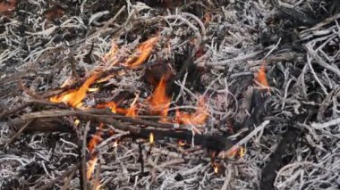 Vahşi ateş, yoluna çıkan her şeyi tüketen bir orman boyunca şiddetleniyor.