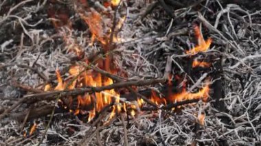 Vahşi ateş, yoluna çıkan her şeyi tüketen bir orman boyunca şiddetleniyor.