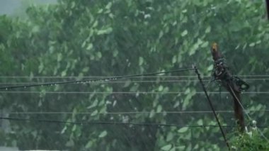 Tropikal bir mahallede yağmurlu bir gün