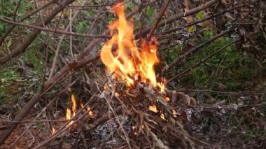 Vahşi ateş bitki örtüsünü yutar. Bu, doğa için bir tehdittir.