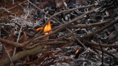 Vahşi ateş bitki örtüsünü yutar. Bu, doğa için bir tehdittir.