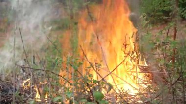 Çevredeki ekosistemi tehdit eden bir ormanda yangın çıktı.