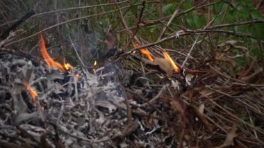 Çevredeki ekosistemi tehdit eden bir ormanda yangın çıktı.