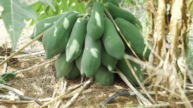 yeşil olgunlaşmamış papaya meyvesi bahçede