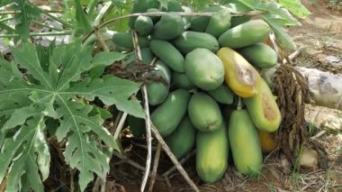 yeşil olgunlaşmamış papaya meyvesi bahçede