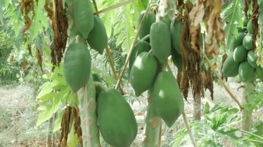 yeşil olgunlaşmamış papaya meyvesi bahçede