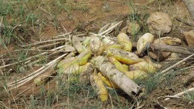 Çok güzel yaprakları olan papaya bitkisinin yakınına.