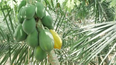 yeşil olgunlaşmamış papaya meyvesi bahçede