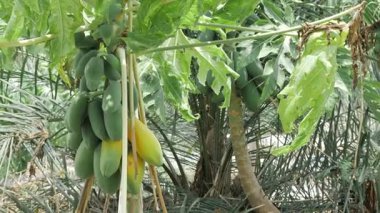 yeşil olgunlaşmamış papaya meyvesi bahçede