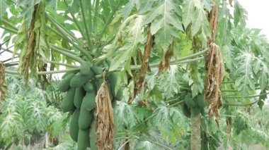 yeşil olgunlaşmamış papaya meyvesi bahçede