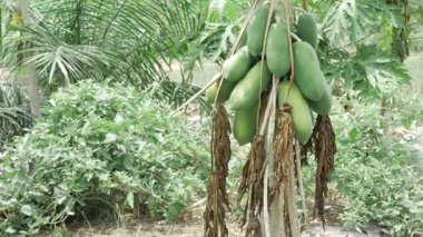 yeşil olgunlaşmamış papaya meyvesi bahçede