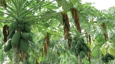 yeşil olgunlaşmamış papaya meyvesi bahçede