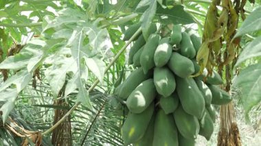yeşil olgunlaşmamış papaya meyvesi bahçede