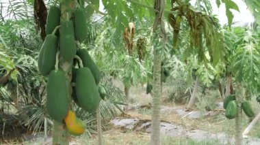 yeşil papaya ağacı olgunlaşmamış meyvelerle dolu bahçede yetişiyor. 