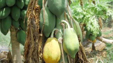 yeşil papaya ağacı olgunlaşmamış meyvelerle dolu bahçede yetişiyor. 