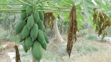 yeşil papaya ağacı olgunlaşmamış meyvelerle dolu bahçede yetişiyor. 