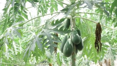 yeşil papaya ağacı olgunlaşmamış meyvelerle dolu bahçede yetişiyor. 