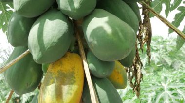 yeşil papaya ağacı olgunlaşmamış meyvelerle dolu bahçede yetişiyor. 