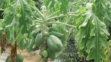 yeşil papaya ağacı olgunlaşmamış meyvelerle dolu bahçede yetişiyor. 