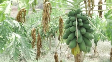 yeşil papaya ağacı olgunlaşmamış meyvelerle dolu bahçede yetişiyor. 
