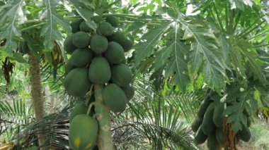 yeşil papaya ağacı olgunlaşmamış meyvelerle dolu bahçede yetişiyor. 