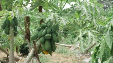 meyve dolu yeşil papaya ağacı hasadı 