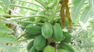 meyve dolu yeşil papaya ağacı hasadı 
