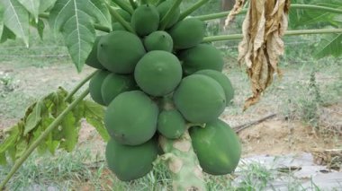 meyve dolu yeşil papaya ağacı hasadı 