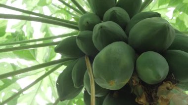 meyve dolu yeşil papaya ağacı hasadı 