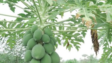 meyve dolu yeşil papaya ağacı hasadı 