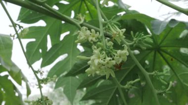 Çok güzel yaprakları olan papaya bitkisinin yakınına.