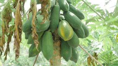 Bahçede yetişen yeşil papaya bitkisi