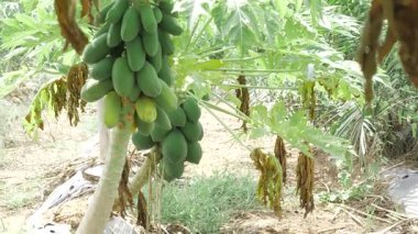 Bahçede yetişen yeşil papaya bitkisi