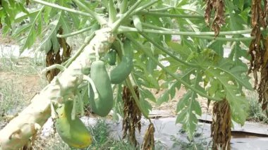 Bahçede yetişen yeşil papaya bitkisi