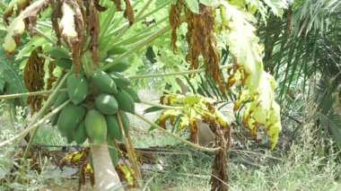 Bahçede yetişen yeşil papaya bitkisi