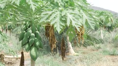 Bahçedeki papaya ağaçları, hasat zamanı. 