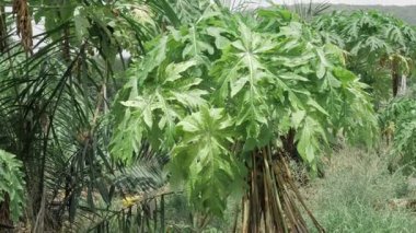 Çok güzel yaprakları olan papaya bitkisinin yakınına.
