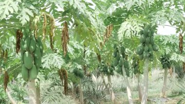 Bahçedeki papaya ağaçları, hasat zamanı. 