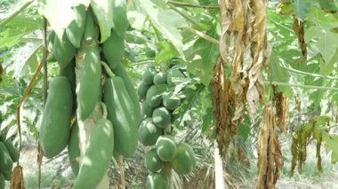 Bahçedeki papaya ağaçları, hasat zamanı. 