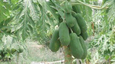 Bahçedeki papaya ağaçları, hasat zamanı. 