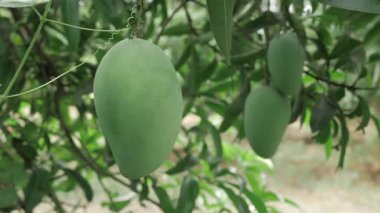 MangoTree Mango Mevsimi 'nin doğa ödüllerini topluyorum.