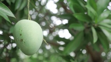 Doğanın cömertliği ağaçtan sarkıyor, tadını çıkarmayı bekliyor.