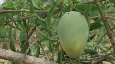 Doğanın cömertliği Çiçek açmış bir mango ağacı zevke hazır