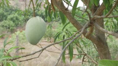 Doğanın cömertliği ağaçtan sarkan mangolar tadını çıkarmaya hazır.