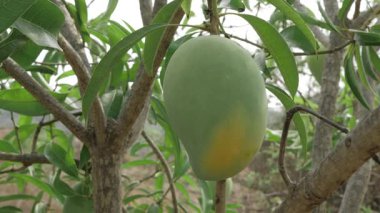 Doğanın cömertliği MangoTree Mangolarının tadını çıkarmaya hazır.