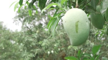 Doğanın cömertliği ağaçtan sarkıyor, tadını çıkarmayı bekliyor.