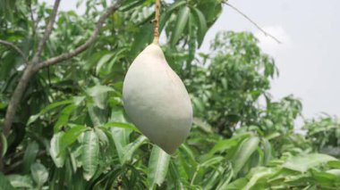 MangoTree MangoVideolarının tadını çıkarmak için havada asılı duran doğa ödülleri